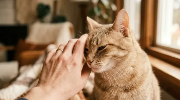 Cat pressing its forehead against a human hand in a classic bunting gesture