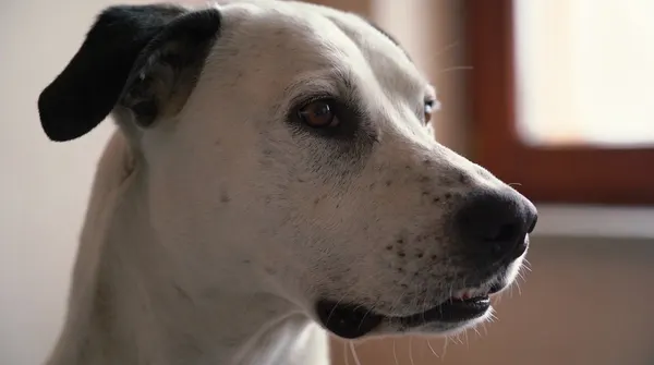 Close-up profile of a dog with ears drawn back against the skull, showing tension at the base of the ear
