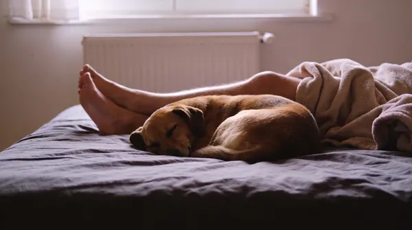 Small dog curled asleep in the enclosed space between a person's legs on a bed